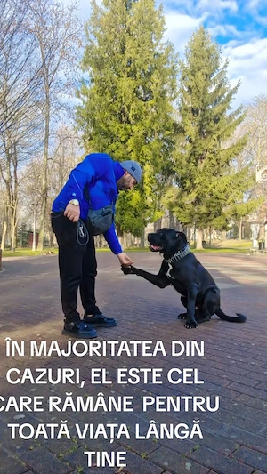 Cane corso ,1,5 ani..talie mare - imagine 2