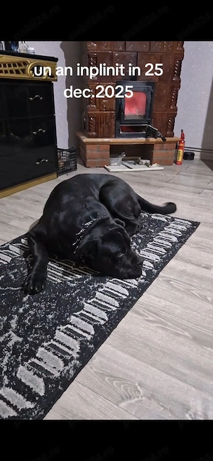 Cane corso ,1,5 ani..talie mare