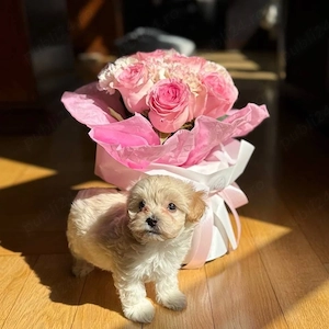 maltipoo pudel mini toy  - imagine 2