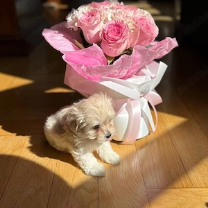 maltipoo pudel mini toy  - imagine 3