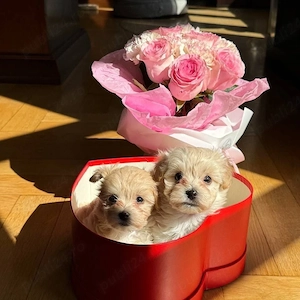 maltipoo pudel mini toy 