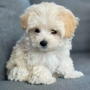 maltipoo pudel mini toy