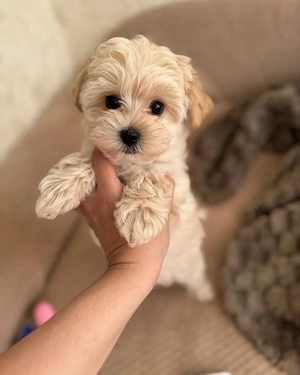 maltipoo pudel mini toy