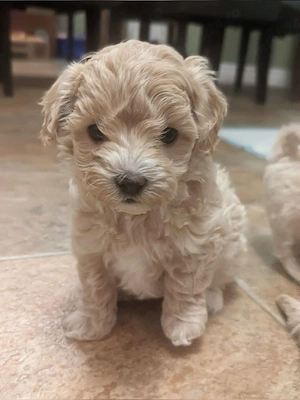 maltipoo pudel mini toy
