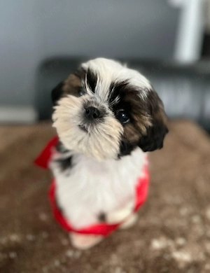 shih tzu mini toy 