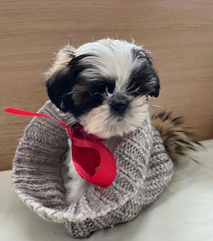 shih tzu mini toy  - imagine 2