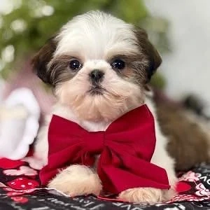 shih tzu mini toy