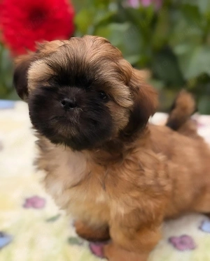 shih tzu mini toy