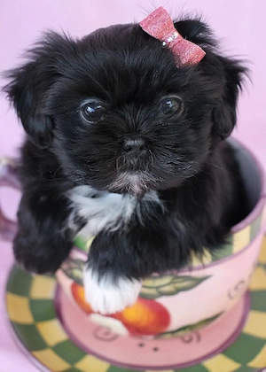 chaniche poodle mini toy 