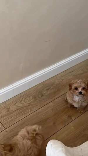 Fetita si baietel maltipoo mini  - imagine 3