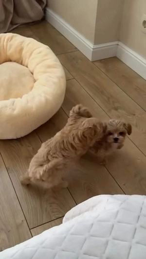 Fetita si baietel maltipoo mini 