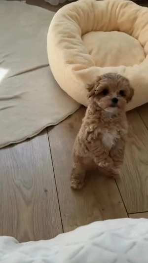 Fetita si baietel maltipoo mini  - imagine 4