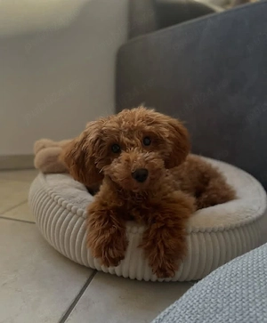 pui de poodle - imagine 2