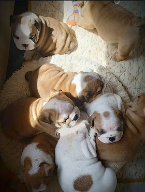 pui de bulldog anglaz