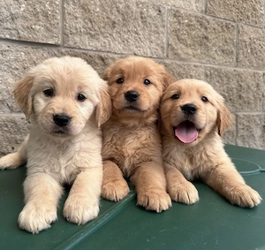 pui de golden retriever 