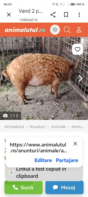 Vând porci mangalita 