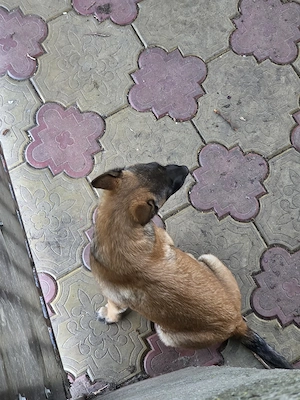 ciobanesc malinois 