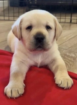 Labrador Retriever 