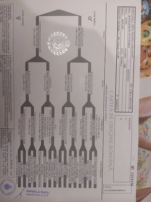Femelă caucazian cu pedigree 