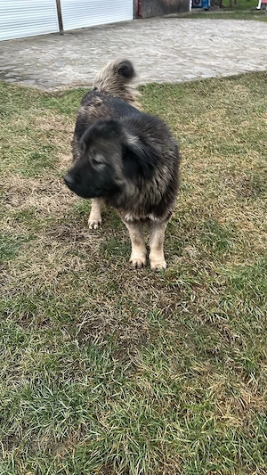 Femelă caucazian cu pedigree  - imagine 2