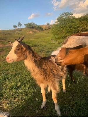 Disponibile 4 Ieduțe 