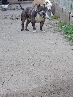 American bully merle  - imagine 2