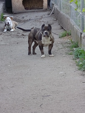 American bully merle 