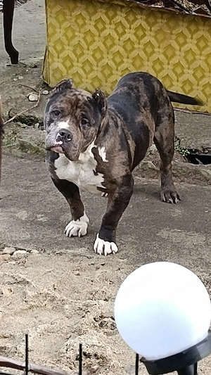 American bully merle  - imagine 3
