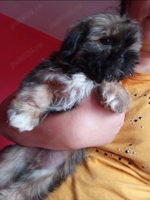 vand catelusi shih tzu , detin ambi parinti