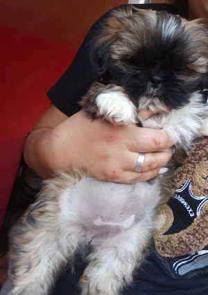 vand catelusi shih tzu , detin ambi parinti - imagine 3