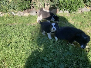 Pui border Collie linie de lucru - imagine 3
