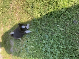 Pui border Collie linie de lucru - imagine 5