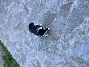 Pui border Collie linie de lucru