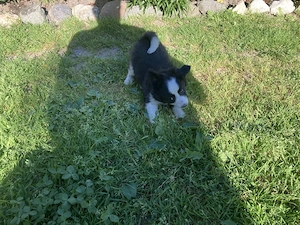 Pui border Collie linie de lucru - imagine 4