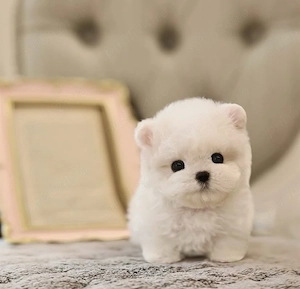 Maltipom mini toy pomeranian