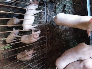 Disponibili purcei de carne rasa landras 