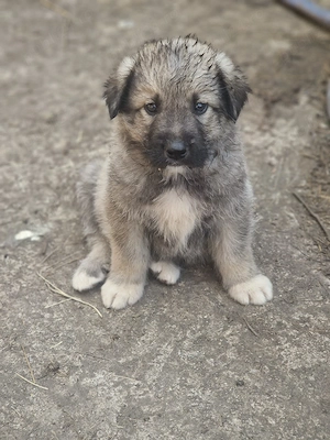 catei ciobanesc carpatin cauta alta casa - imagine 2