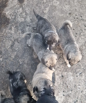 catei ciobanesc carpatin cauta alta casa