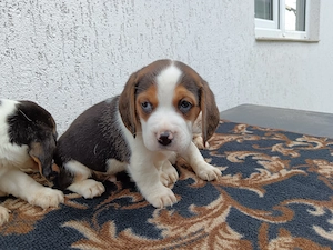 Beagle tricolor  tricolor - imagine 2