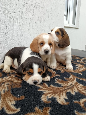 Beagle tricolor  tricolor