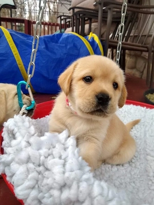 Labrador Retriever 