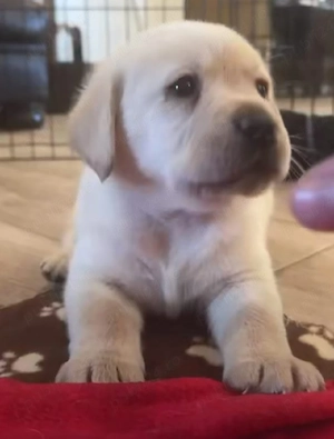 Labrador Retriever  - imagine 3