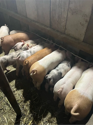 Purcie Duroc,marele alb, pietrain