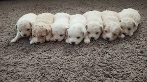 Bichon frise maltez 