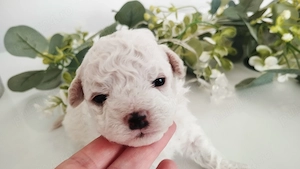 Bichon frise  maltez  - imagine 3