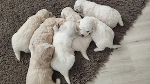 Bichon frise  maltez  - imagine 2