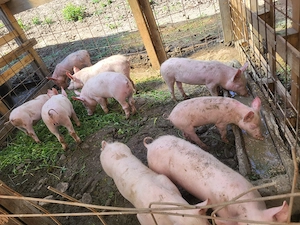 Vând purcei de 6 săptămâni Mangalița neagră  - imagine 2