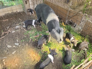 Vând purcei de 6 săptămâni Mangalița neagră  - imagine 5