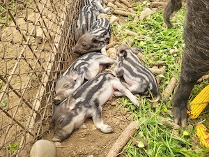 Vând purcei de 6 săptămâni Mangalița neagră  - imagine 4