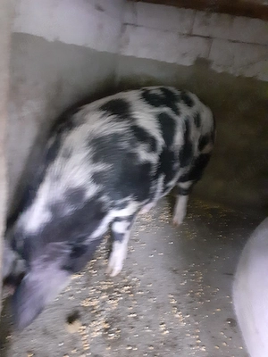 Porci de vanzare
